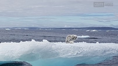 Wygłodzony lis polarny utknął na skrawku góry lodowej