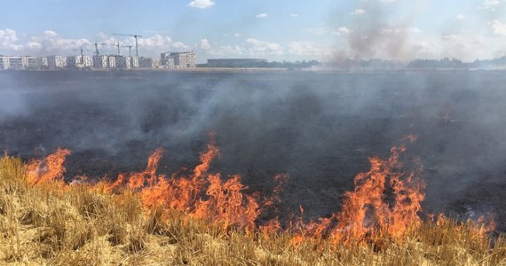 Pożar we Wrocławiu, Kłęby dymu widoczne z daleka - Gorąca linia RMF FM Strażacy opanowali pożar przy ul. Konińskiej we Wrocławiu. Płonęło ok. 50 ha zboża.