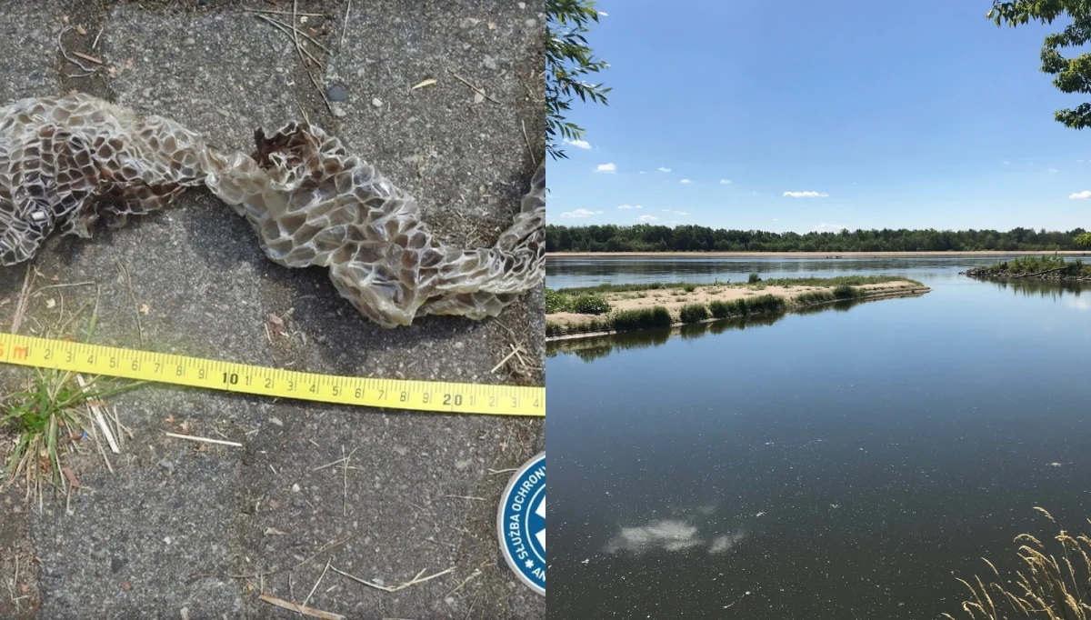 Mieszkańcy podwarszawskich Gassów z lękiem obserwują poszukiwania pytona tygrysiego, którego porzuconą skórę - tzw. wylinkę - znaleziono w sobotę nad Wisłą. "Takie zwierzę może zaatakować dziecko, psa, a nawet rybaka" - mówi RMF FM jeden z nich.