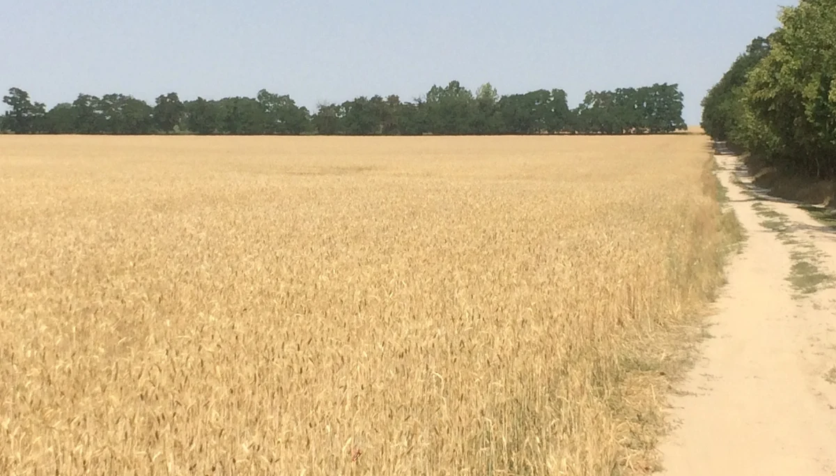 Nawet o połowę mniej plonów niż przed rokiem mogą zebrać rolnicy w Wielkopolsce. To najbardziej dotknięty suszą region w kraju. Deszczu było na tyle mało, że kłosy zbóż nie zdążyły urosnąć do pełnych rozmiarów, a już są suche i gotowe do koszenia. Problem w tym, że w kłosie, w którym powinno być od kilkunastu do kilkudziesięciu ziaren, nadających się do dalszego przetwarzania - jest ich zaledwie kilka.