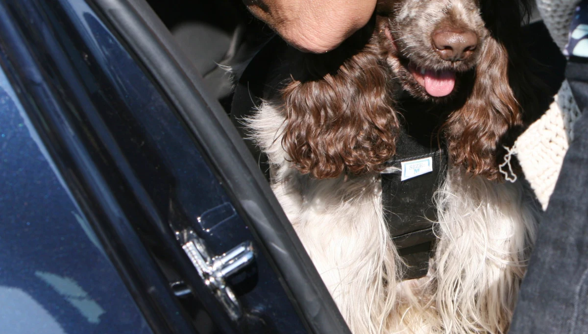 Do trzech lat więzienia grozi kobiecie, która w Rudach na Śląsku zostawiła na słońcu w rozgrzanym samochodzie swojego psa. Wyczerpane zwierzę zauważył świadek, który wezwał policję. 