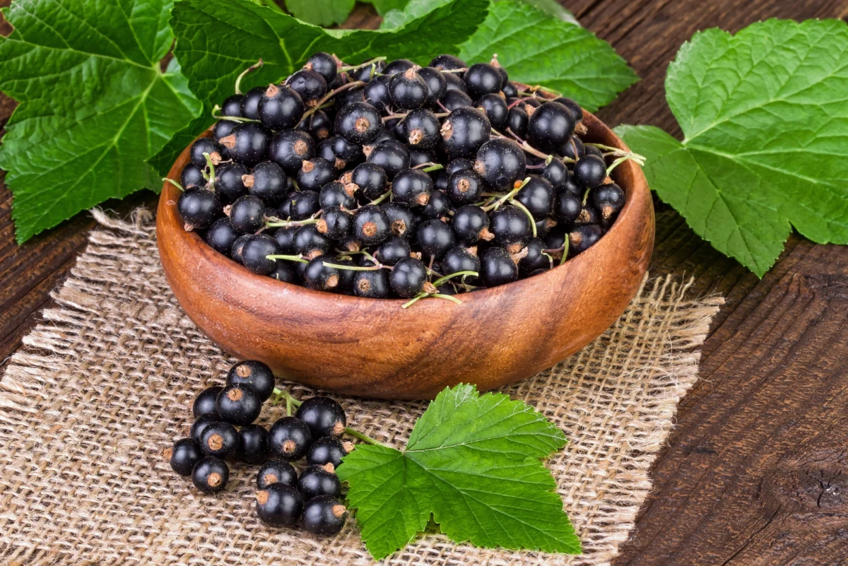 ​Ok. 2 zł za kg malin i ok. 1,5 zł/kg wiśni - to ceny, jakie dostają rolnicy za dostarczone do przetwórstwa owoce. Tegoroczne plony, choć są lepsze niż w ubiegłym roku, nie pozwolą rolnikom na uzyskanie godziwego zarobku. "Sytuacja z cenami skupu owoców miękkich jest tragiczna", przetwórstwo w tym roku płaci dużo mniej niż w poprzednim" - poinformowała PAP Bożena Nosecka z Instytutu Ekonomiki Rolnictwa i Gospodarki Żywnościowej. Dodała, że w ubiegłym roku, ze względu na słabe zbiory, ceny były rekordowe.