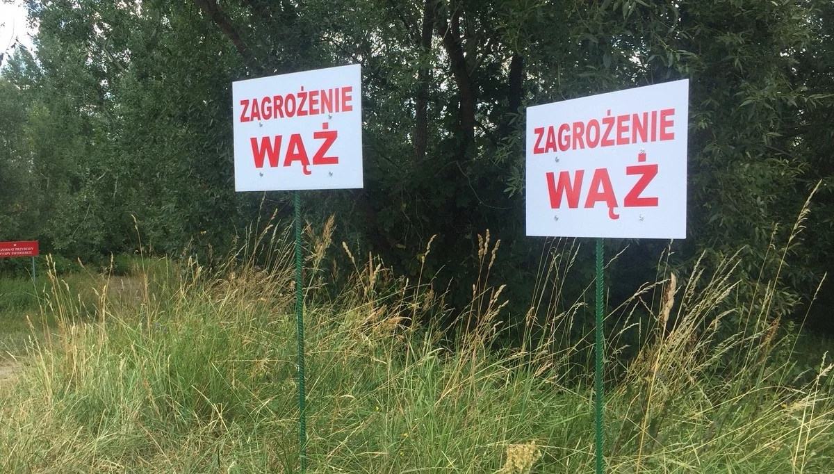 ​Poszukiwania pytona pod Warszawą zostaną wznowione po południu. Zdaniem ekspertów, ten gatunek węża w dzień najczęściej śpi, a żeruje i jest aktywny wieczorem i w nocy.