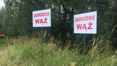 6-metrowy pyton wciąż na wolności. Służby będą wznawiać poszukiwania