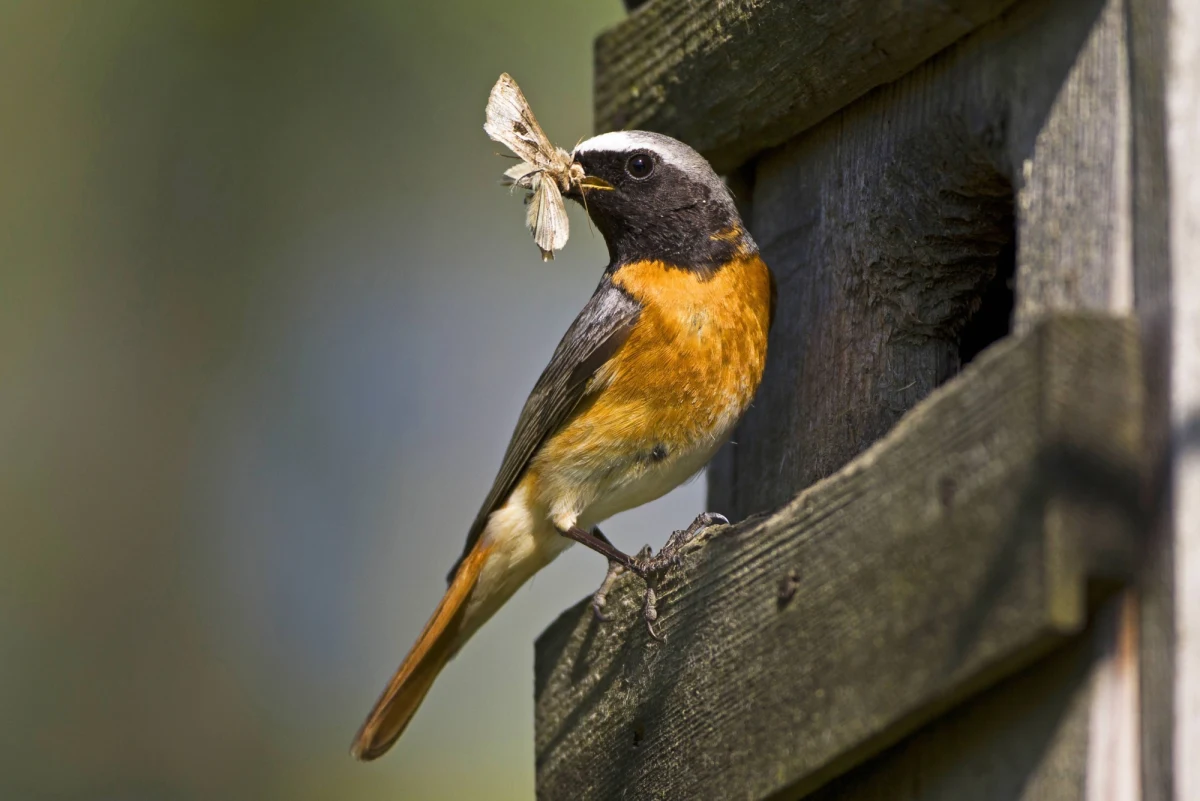 Chrabąszcze, muchy, mrówki, mszyce, motyle, ćmy, czy pasikoniki - wszystko jedno - owadożerne ptaki nie są wybredne i rocznie zjadają na Ziemi nawet pół miliarda ton owadów. To nie tylko pomaga im samym przetrwać i się rozmnażać, ale przede wszystkim pozwala utrzymać populację roślinożernych owadów pod kontrolą. To ma istotne znaczenie także dla nas, ludzi, bo nadmiar owadów mógłby bowiem zniszczyć plony. Takie szacunki na  łamach czasopisma "The Science of Nature" publikują szwajcarscy badacze z Uniwersytetu w Bazylei. Przyznają przy okazji, że podana przez nich liczba to tylko dolna granica, w rzeczywistości ptaki zapewne zjadają tych owadów jeszcze więcej.