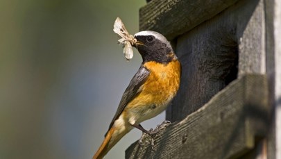 Ptaki zjadają mnóstwo owadów, ale wykorzystują je... mało efektywnie 