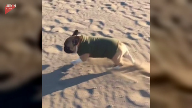 Właściciel bohatera filmu nagrał go podczas spaceru po plaży. Zobaczcie co robi.