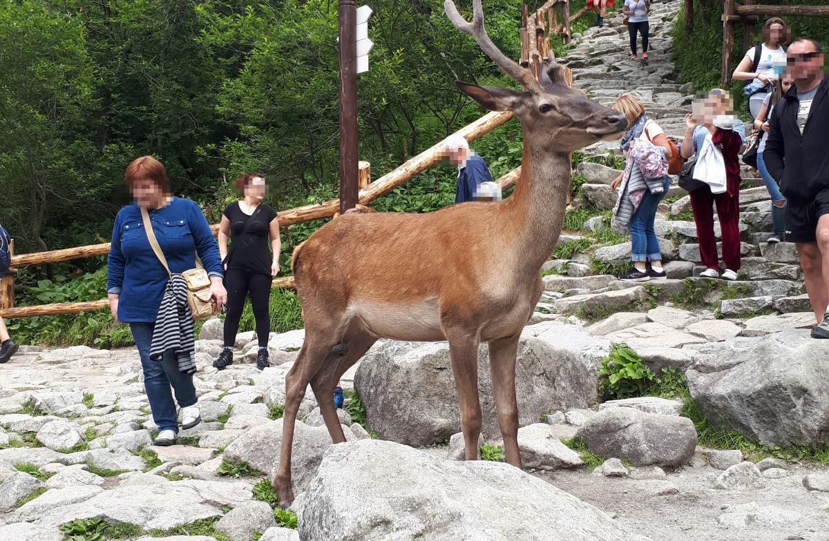 Nową atrakcją Morskiego Oka w Tatrach stał się jeleń, który chodzi między turystami, nic nie robiąc sobie z ich obecności. 