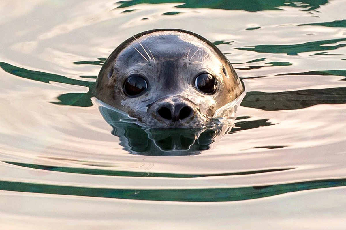 Sekcje trzech fok, które kilka tygodni temu znaleziono na wybrzeżu Bałtyku, wykazały, że zwierzętom zmiażdżono głowy. Dwie z fok wypatroszono i obciążono cegłami, co najprawdopodobniej miało sprawić, by ich ciała zatonęły. Sprawę śmierci zwierząt bada gdyńska policja.