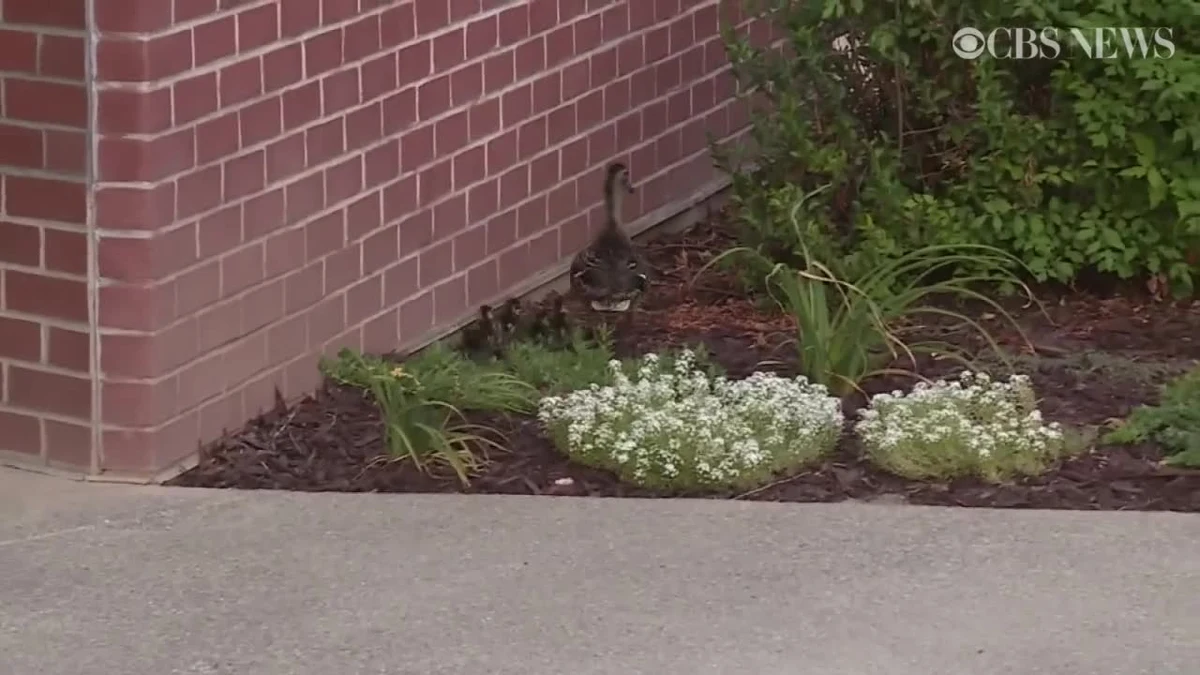 Podczas spaceru z matką pięć małych kaczątek wpadło do znajdującej się na ulicy Sacramento w Kalifornii studzienki deszczowej. Uwagę przechodniów przyciągnęła zdezorientowana zgubieniem młodych kaczka oraz piski wydobywające się ze studzienki. Na miejsce została wezwana policja. Wspólnymi siłami udało wydobyć się uwięzione kaczątka, które bezpiecznie wróciły do swojej mamy.