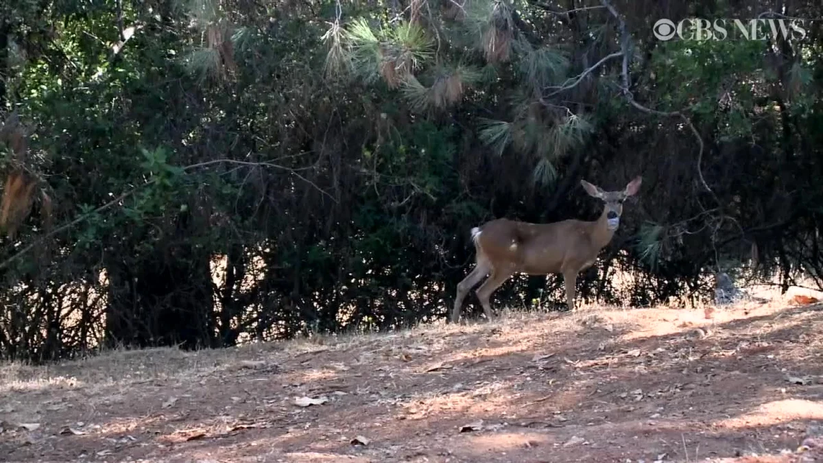 Dolna szczęka jednej z saren zamieszkujących lokalny las w amerykańskiej miejscowości Auburn utknęła w słoiku po maśle orzechowym. Zwierzę nie może jeść ani pić, nie potrafi samo zdjąć szklanego przedmiotu z pyska. Ten niepokojący widok zauważyli mieszkańcy pobliskich posesji, którzy poinformowali o sarnie władze. Na pomoc - jeśli nadejdzie - zwierzę będzie musiało jednak poczekać, ponieważ uznano, że lepiej jest pozwolić mu na razie spróbować uporać się ze słoikiem własnymi siłami.