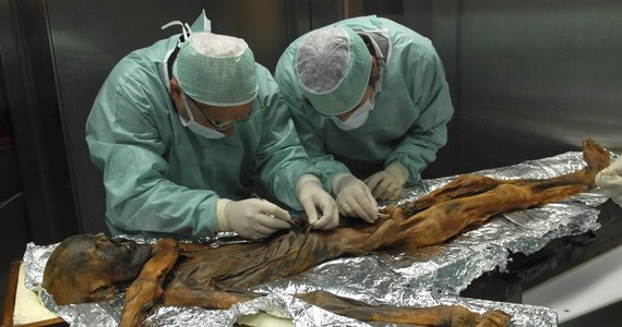 Dzięki badaniom po latach dowiedzieliśmy się, co tuż przed śmiercią zjadł słynny "człowiek lodu". Ötzi, bo tak też go nazywano, był prawdziwym łakomczuchem. Jego mumię zamrożoną w tyrolskim lodowcu na pograniczu Włoch i Austrii znaleźli na wysokości 3210 m turyści z Niemiec we wrześniu 1991 roku.  "Człowiek lodu" żył 5300 lat temu. Naukowcy już wcześniej ustali, że Ötzi został trafiony włócznią i wykrwawił się na śmierć. Teraz dodają, że tuż przed śmiercią zjadł obfity posiłek, składający się z surowego mięsa kozicy górskiej. To ich zdaniem oznacza, że nie zdawał sobie sprawy z czyhającego niebezpieczeństwa. 
