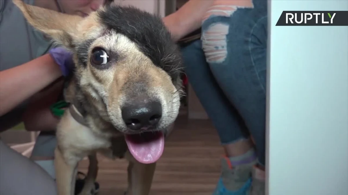 Kiedy pies Reks pierwszy raz trafił do kliniki weterynaryjnej w Wołgogradzie, dawano mu tydzień życia. Połowa jego głowy została oskalpowana. Podejrzewano, że uraz mógł zostać spowodowany zderzeniem z samochodem, jednak ślady ostrego narzędzia wokół rany wskazywały na umyślne działanie człowieka. Czworonogiem zajęła się klinika Awierija oraz wolontariuszka, która na czas leczenia przygarnęła Reksa. Psa udało się odratować, Przeszedł transfuzję krwi, operację plastyczną brakującej części głowy oraz tysiące zmian opatrunków. Teraz Reks czuje się dobrze i czeka na nowy, kochający dom.