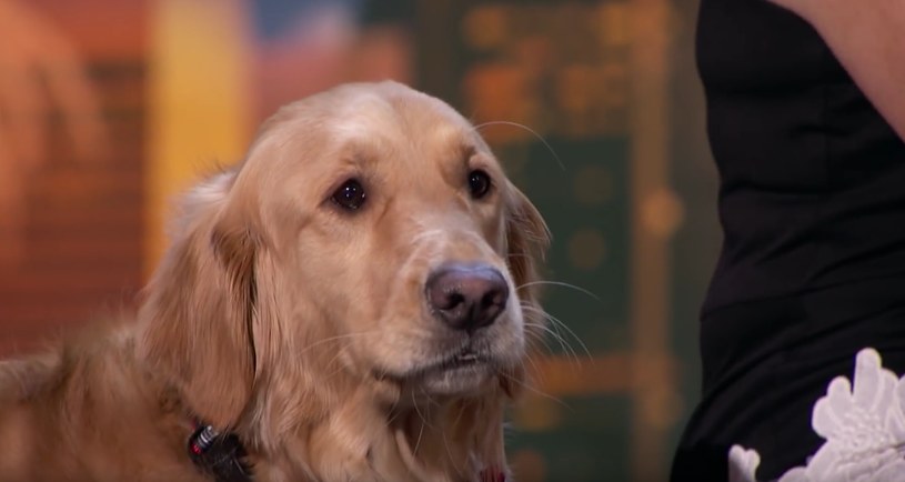 Duet Oscar i Pam zachwycił jurorów oraz publiczność amerykańskiego "Mam talent". Nie byłoby w tym nic dziwnego, gdyby nie fakt, że Oscar jest psem. 