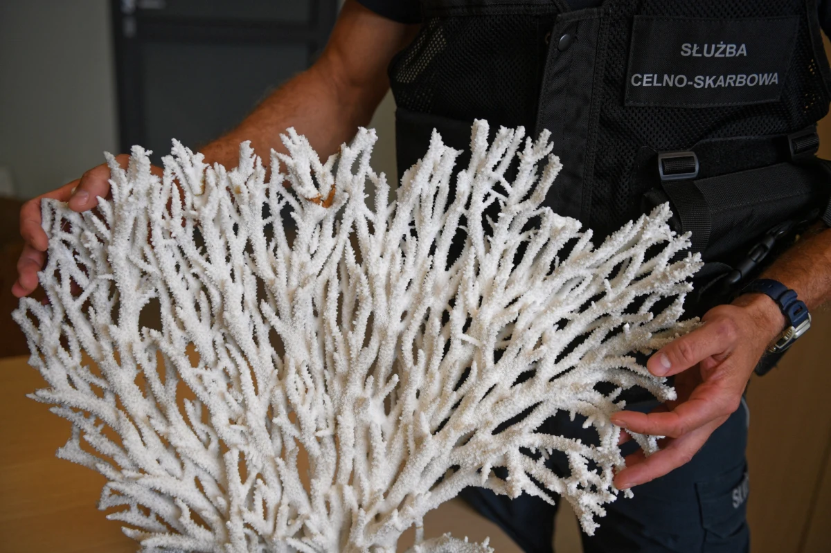 Funkcjonariusze Krajowej Administracji Skarbowej udaremnili próbę przewozu przez polsko-ukraińską granicę w Medyce 17 koralowców o różnych wymiarach o łącznej masie ponad 6,3 kg. To pierwsze od 5 lat zatrzymanie skamieniałej rafy koralowej na przejściach granicznych woj. podkarpackiego.
