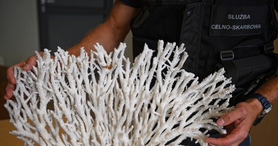 Funkcjonariusze Krajowej Administracji Skarbowej udaremnili próbę przewozu przez polsko-ukraińską granicę w Medyce 17 koralowców o różnych wymiarach o łącznej masie ponad 6,3 kg. To pierwsze od 5 lat zatrzymanie skamieniałej rafy koralowej na przejściach granicznych woj. podkarpackiego.
