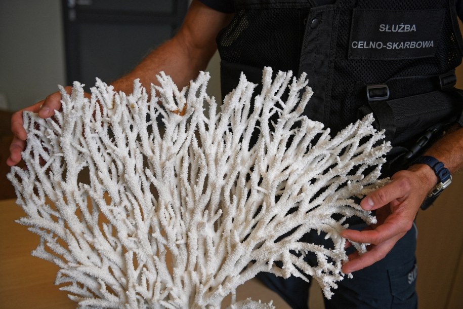 /Darek Delmanowicz /PAP