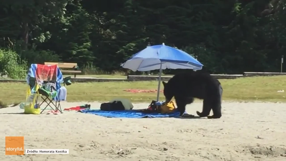 Niedźwiedź odwiedził plażę White Pine w Port Moody w Kanadzie. Szukał pożywienia i zaglądał to toreb przestraszonych plażowiczów, z których część uciekła do wody. Władze uczuliły mieszkańców i turystów, by uważać na to, co zostawia się na wierzchu. Zamiast niedźwiedzia, niejeden odpoczywający się najadł… ale strachu.