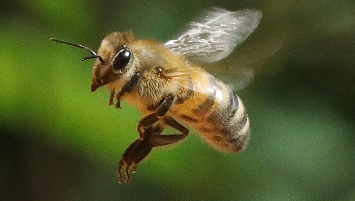 ​"Unia Europejska zakazała stosowania tych substancji, są toksyczne" - ostrzegają przed neonikotynoidami ekolodzy. W ostatnim czasie minister rolnictwa zgodził się na czasowe użycie tych preparatów w Polsce. Protestują przeciw temu pszczelarze, którzy powołują się na wyniki badań.