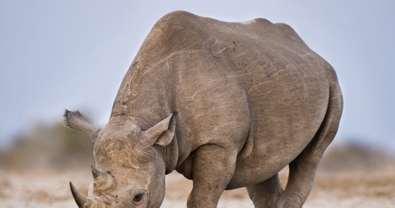 Siedem czarnych nosorożców należących do gatunku zagrożonego wymarciem nie przeżyło próby przenosin ze stolicy Kenii do położonego kilkaset kilometrów dalej parku narodowego - poinformował jego przedstawiciel. Padły w "niejasnych okolicznościach".