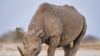 Kenia: Siedem czarnych nosorożców nie przeżyło przenosin do parku narodowego