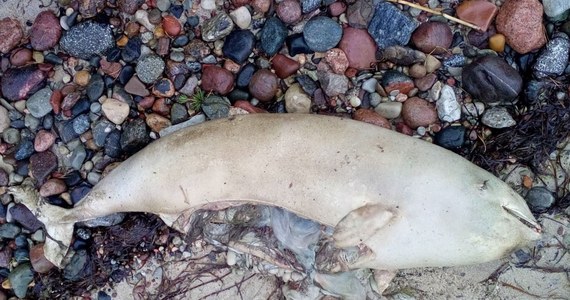 Na plaży w Mechelinkach (woj. pomorskie) znaleziono ciało młodego morświna z rozciętą powłoką brzuszną – poinformowała w sobotę Stacja Morska w Helu. Biolodzy zawiadomili o sprawie policję. Funkcjonariusze prowadzą już dochodzenie, w którym badają śmierć pięciu młodych fok.