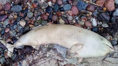 Były już foki, teraz na plaży znaleziono martwego morświna