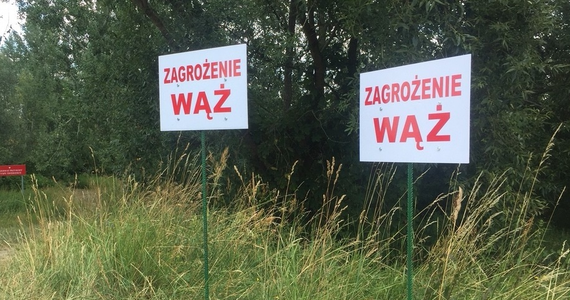 Służby na razie kończą poszukiwania pytona tygrysiego w okolicach Wisły pod Warszawą. Policjanci i strażacy wracają do bazy. Na miejscu pozostają jedynie ekolodzy.