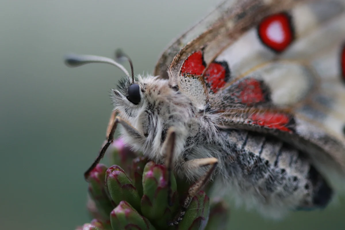 W naturalnym środowisku wyginęły prawdopodobnie sto lat temu teraz znów mają pojawić się w Karkonoszach. Mowa o motylach, niepylakach apollo, których populację chcą przywrócić pracownicy Karkonoskiego Parku Narodowego. 