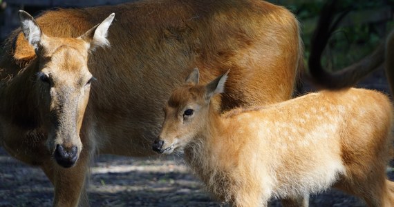 Na wolności już wymarły. Można je podziwiać tylko o ogrodach zoologicznych. Tym bardziej cieszą narodziny milu w ogrodzie zoologicznym we Wrocławiu. Jelenie Dawida z tego ogrodu potomstwa doczekały się ponad miesiąc temu. 