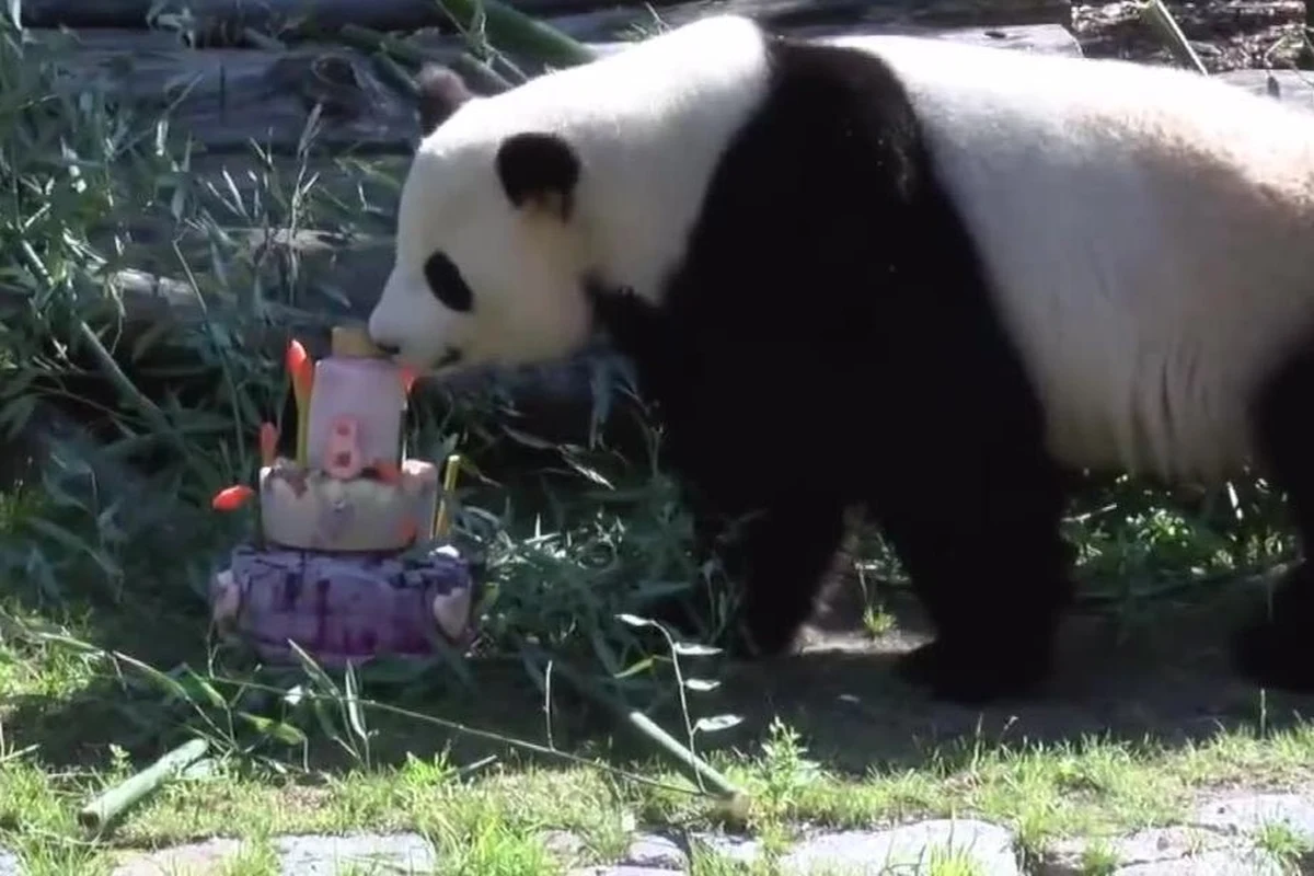 Samica pandy wielkiej Jiao Quing z berlińskiego zoo skończyła osiem lat. W prezencie od swoich opiekunów dostała tort zrobiony z zamrożonych owoców i bambusa. O wiele bardziej od tortu ośmioletnią pandę zainteresowały ustawione na nim świeczki. Jiao Quing mieszka w berlińskim ogrodzie zoologicznym od 2017 roku.