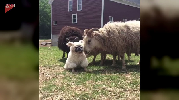 Oto krótki film pokazujący mopsa, który został liderem stada owiec. Kiedy tylko ruszył z miejsca, reszta szła za nim.  