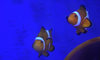 Gdzie jest Nemo? W Szczecinie