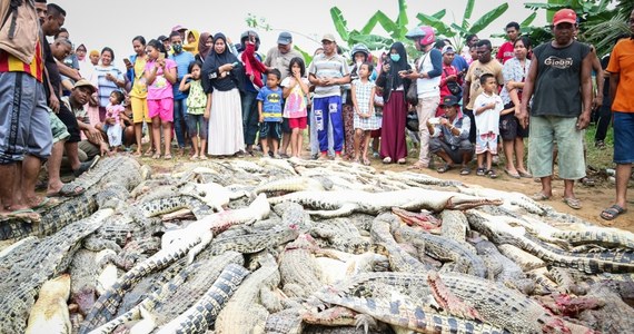 Uzbrojeni w noże i młotki mieszkańcy niewielkiej miejscowości w prowincji Sorong w Indonezji ruszyli na farmę krokodyli. Zaszlachtowali blisko 300 zwierząt. Był to akt zemsty za to, że jeden z krokodyli zabił ich sąsiada.  