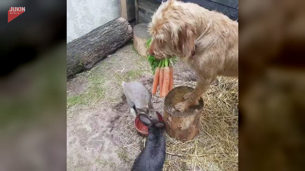 Oto najlepszy pomocnik na farmie. Pies uwielbia karmić swoich mniejszych przyjaciół trzymając w pysku pyszne marchewki, aby króliki i świnka mogli skubać po kawałeczku. 