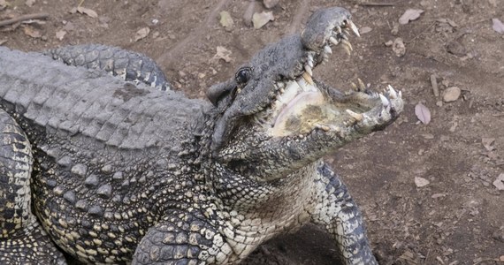 W rejonie Rzymu trwają poszukiwania krokodyla, choć nie ma pewności czy istnieje. Ci, którzy twierdzą, że go widzieli w jednym z kanałów, mówią, że gad jest ogromny. Okolice miasteczka Fiumicino przeszukują karabinierzy.