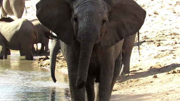 Młody słoń chciał pogonić turystów, który byli uczestnikami safari w parku narodowym w RPA. Na szczęście, skończyło się tylko na strachu, a zwierzę pobiegło w innym kierunku. 