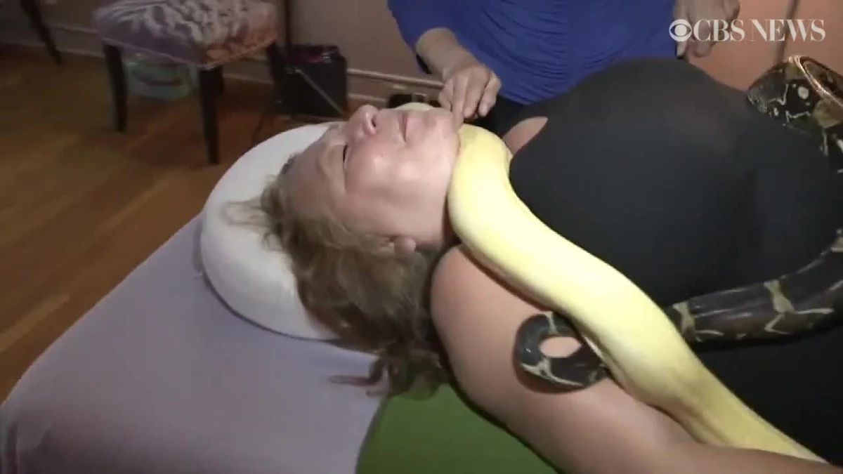 W amerykańskim Poughkeepsie amatorzy masażu i gadów mogą znaleźć niecodzienną metodą odprężenia się. Serpentessa – samozwańcza "Kapłanka Węży" - oferuje swoim klientom masaż przy pomocy jej syczących zwierząt. Na leżącym śmiałku kobieta po kolei kładzie kilka węży, które swobodnie pełzają po całym ciele klienta masując je. Jak twierdzi sama pomysłodawczyni osobliwego zabiegu, pełzanie gadów po ciele stymuluje układ nerwowy i pozwala naszemu organizmowi wydzielić endorfiny. Masaż może również pomóc w przełamaniu strachu przed wężami.