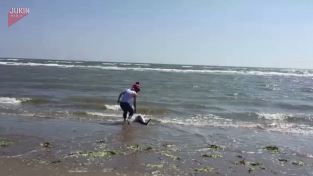 Kobieta podczas spaceru po plaży zobaczyła małego delfina, który został wyrzucony przez ocean na brzeg. Nie zastanawiając się długo, pobiegła pomóc ssakowi wrócić do wody. 