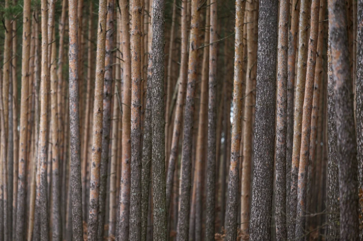 KE uruchomiła wobec Polski procedurę o naruszenie prawa UE w związku przepisami w sprawie ochrony lasów. Wskazała m.in., że plany związane z gospodarką leśną, np. pozyskiwanie drewna na obszarach chronionych, muszą być poddane ocenie ich skutków, a tak nie jest.