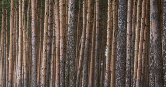 KE uruchomiła wobec Polski procedurę o naruszenie prawa UE w związku przepisami w sprawie ochrony lasów. Wskazała m.in., że plany związane z gospodarką leśną, np. pozyskiwanie drewna na obszarach chronionych, muszą być poddane ocenie ich skutków, a tak nie jest.