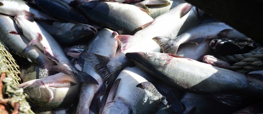 Około 690 tys. ryb uciekło z należącej do norweskiej firmy hodowli łososi na południu Chile. Klatki, w których żyły, zostały uszkodzone w czasie sztormu. Wielka ucieczka może być groźna: łososiom podawano antybiotyki nienadające się do spożycia przez ludzi, a ponadto mogą przekazać choroby innym rybom - poinformowała w piątek agencja AFP.