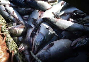 Chile: Setki tysięcy łososi uciekło z hodowli