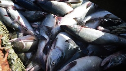Chile: Setki tysięcy łososi uciekło z hodowli