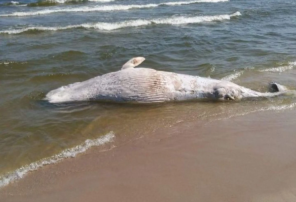 Martwego wieloryba wyrzuciło morze na plaży na Mierzei Wiślanej między Skowronkami a Kątami Rybackimi. Ma około 6-7 metrów długości – usłyszał reporter RMF FM Kuba Kaługa od służb, które od rana organizowały akcję zabrania go z plaży.