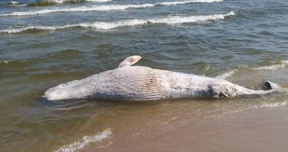 Martwego wieloryba wyrzuciło morze na plaży na Mierzei Wiślanej między Skowronkami a Kątami Rybackimi. Ma około 6-7 metrów długości – usłyszał reporter RMF FM Kuba Kaługa od służb, które od rana organizowały akcję zabrania go z plaży.