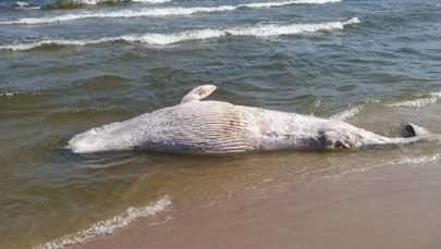 Martwy wieloryb na plaży na Mierzei Wiślanej. Ma 6-7 m długości