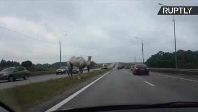 Zagubiony wielbłąd na autostradzie. To uciekinier z cyrku