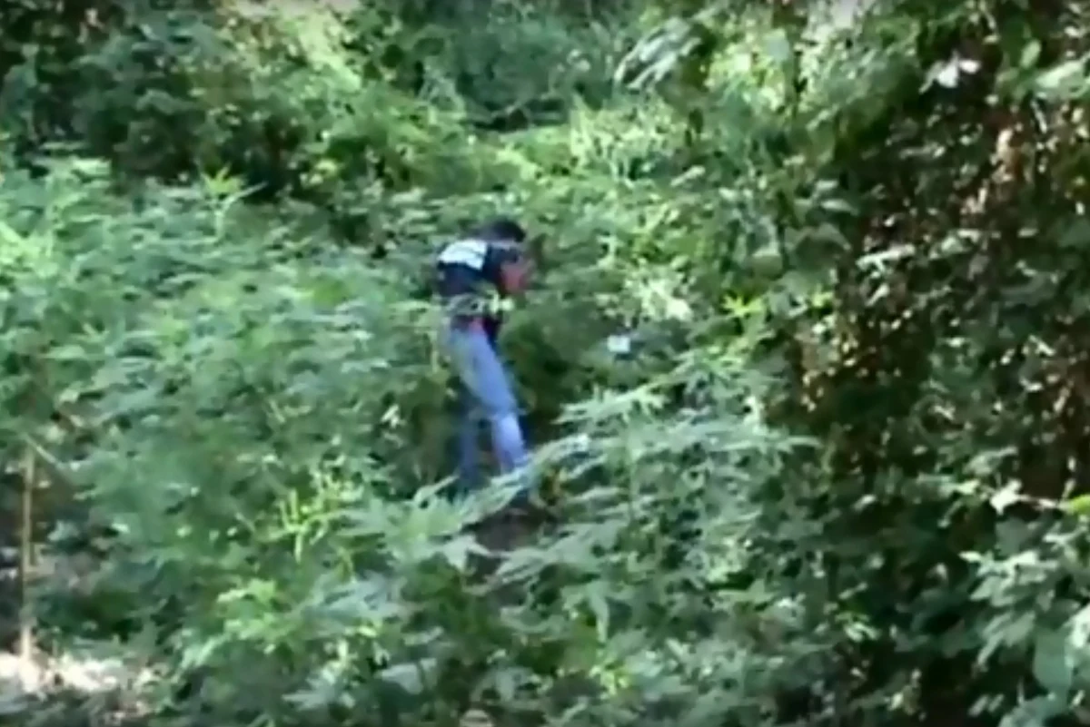 Włoska policja odkryła na południu Kalabrii ogromną uprawę marihuany z 26 tysiącami krzaków konopi indyjskich. Ich wartość handlową oszacowano na 20 mln euro. Uprawa, kontrolowana przez tamtejszą mafię, była nadzorowana za pomocą dronów.