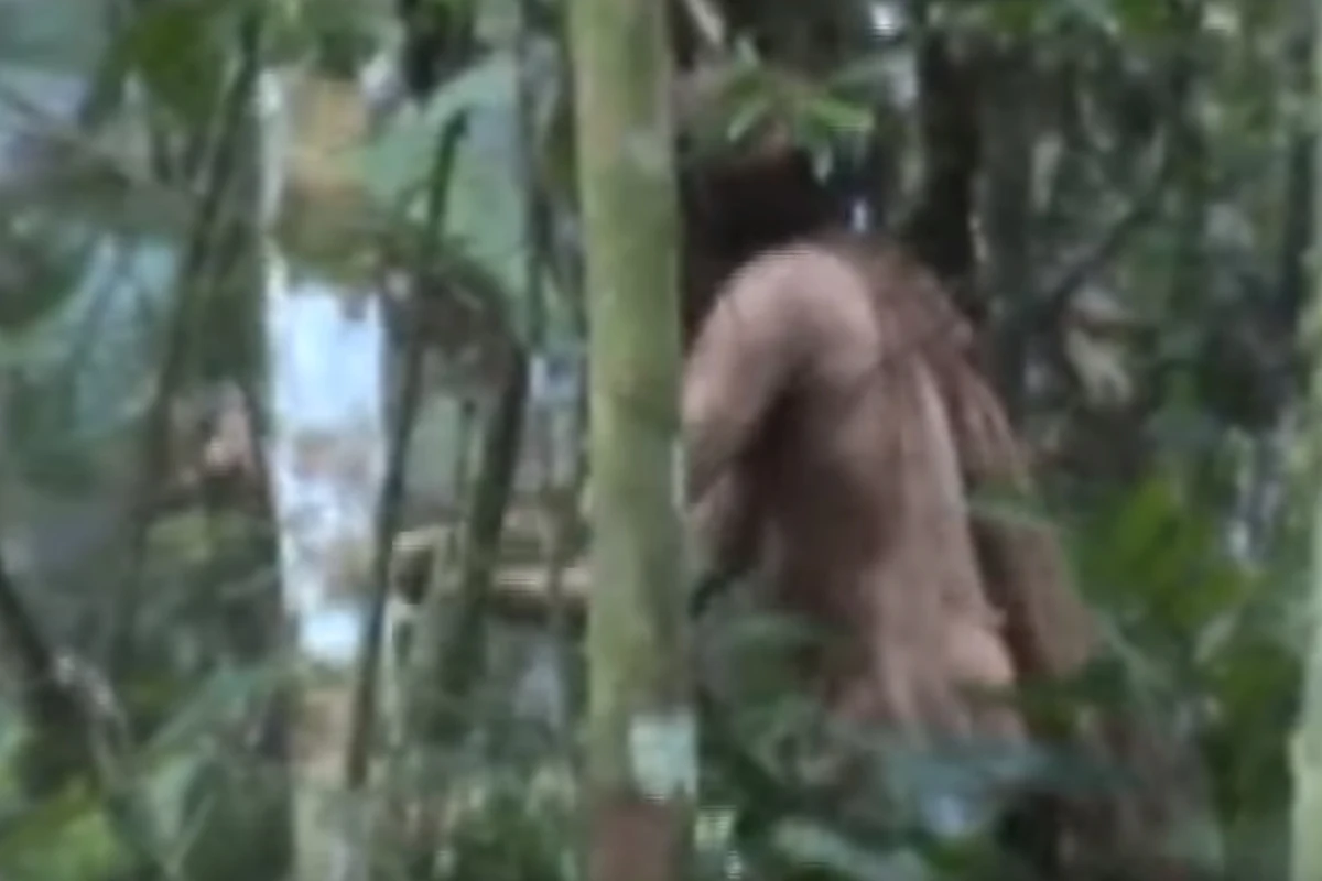 Do sieci trafiło nagranie, które wywołało sensację. Przedstawia mężczyznę usiłującego ściąć drzewo w środku Amazonii. To - jak ustalili naukowcy - około 50-latek, który od ponad 22 lat żyje samotnie. Jego plemię zostało wymordowane. Nazywany jest "człowiekiem z dziury".